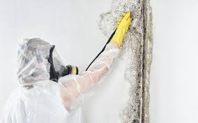 Best Airborne Mold Testing  in Chelsea, MA